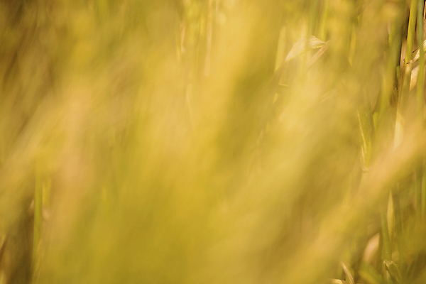 포토 JPG 해외이미지 식물 음식 빵 농업 다이어트 자연 건조 건강 옥수수 씨앗 사람없음 농작물 농장 농경지 환경 식사 수확 성장 시골 신선 아침식사 낟알 땅 시리얼 밀 굽기 날것 보리 밀가루 자루 성분 내추럴 밭일 숙성 채식주의자 탄수화물 핸드메이드 호밀 세련 해외포토 산업 곡류 가루 구이 생태계 채식 파일형식 이미지허브