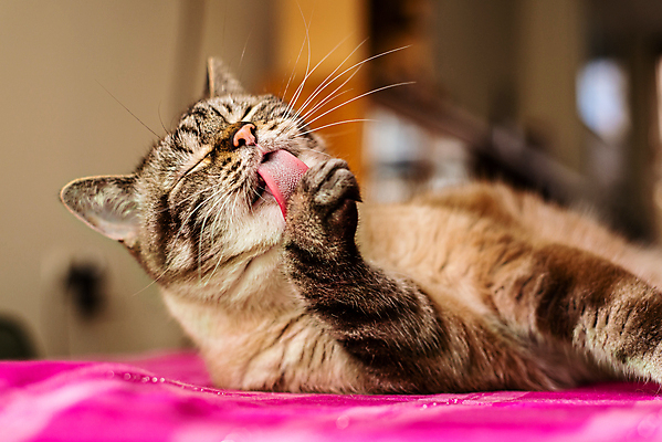포토 JPG 해외이미지 동물 응시 감정 얼굴 분홍색 백그라운드 표면 휴식 짧은머리 수염 주택 털 실내 건강 사람없음 반려동물 고양이 침묵 줄무늬 핥기 소프트포커스 자주색 꼬리 바쁨 얼룩무늬 솜털 몸단장 옛날 카피스페이스 그루밍 해외포토 헤어스타일 시선 컬러 컨셉 무늬 포유류 모션 촬영기법 내부 건물 신체부위 소리 공백 파일형식 이미지허브