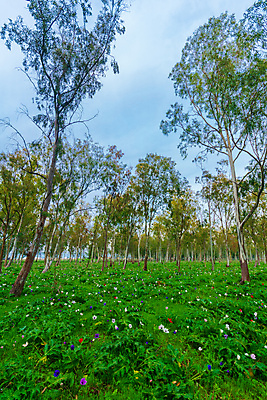 포토 JPG 해외이미지 나무 식물 꽃 여행 겨울 꽃무늬 밭 중동 자연 풍경 사람없음 야외 빨간색 초록색 파란색 컬러풀 뷰티 환경 보라색 들꽃 벚꽃 흰색 시골 개화 숲 지중해 내추럴 아네모네 유칼립투스 이스라엘 해외포토 계절 나라 바다 컬러 무늬 농업 생태계 서아시아 파일형식 이미지허브