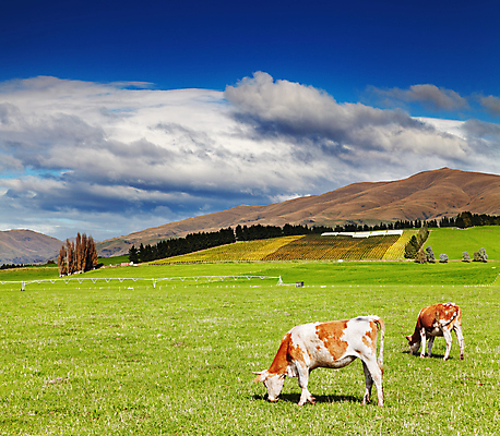 포토 JPG 해외이미지 동물 여행 밭 농업 자연 하늘 새로움 산 잔디 사람없음 야외 초록색 파란색 농장 농경지 가축 목장 시골 소 방목 언덕 뉴질랜드 포도밭 밭일 양조장 찰과상 목가 해외포토 식물 산업 컬러 컨셉 포유류 오세아니아 축산업 상처 생태계 파일형식 이미지허브