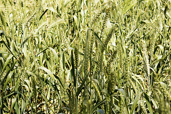 포토 JPG 해외이미지 식물 음식 빵 농업 다이어트 자연 건조 건강 옥수수 씨앗 사람없음 농작물 농장 농경지 환경 식사 수확 성장 시골 신선 아침식사 낟알 땅 시리얼 밀 굽기 날것 보리 밀가루 자루 성분 내추럴 밭일 숙성 채식주의자 탄수화물 핸드메이드 호밀 세련 해외포토 산업 곡류 가루 구이 생태계 채식 파일형식 이미지허브