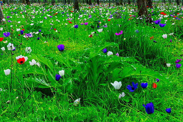 포토 JPG 해외이미지 나무 식물 꽃 여행 겨울 꽃무늬 밭 중동 자연 풍경 사람없음 야외 빨간색 초록색 파란색 컬러풀 뷰티 환경 보라색 들꽃 벚꽃 흰색 시골 개화 숲 지중해 내추럴 아네모네 유칼립투스 이스라엘 해외포토 계절 나라 바다 컬러 무늬 농업 생태계 서아시아 파일형식 이미지허브