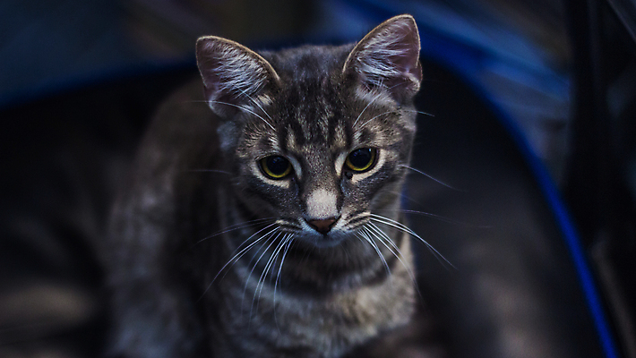 포토 JPG 해외이미지 동물 응시 포유류 수염 털 실내 앉기 사람없음 목재 반려동물 머리 쌓기 카메라 고양이 회색 작음 호기심 육식동물 주둥이 노려봄 해외포토 나무 시선 감정 컬러 컨셉 재료 모션 표정 내부 신체부위 전자제품 크기 파일형식 이미지허브