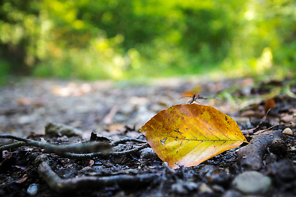 포토 JPG 해외이미지 나무 계절 도로 여행 컨셉 잎 자연 하늘 추상 바닥 사람없음 장식 빛 태양 일몰 공백 활발 수확 도시 목표 숲 엽서 먼지 땅바닥 블러 잘츠부르크 패기 카피스페이스 해외포토 자연요소 식물 길 무늬 농업 교통시설 노을 자신감 오스트리아 편지 생태계 파일형식 이미지허브