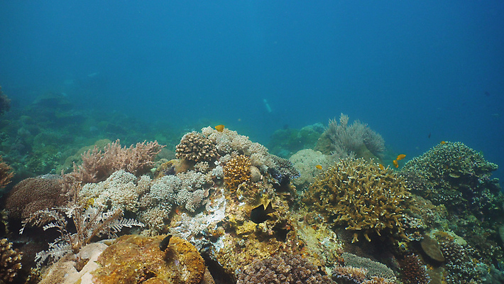 포토 JPG 해외이미지 야생동물 바다 자연 어류 사람없음 물 컬러풀 정원 바닷속 수중 산호 다이빙 암초 석호 깊이 이국적 해외포토 자연요소 동물 컬러 수영 수중동물 자포동물 생태계 수중스포츠 파일형식 이미지허브