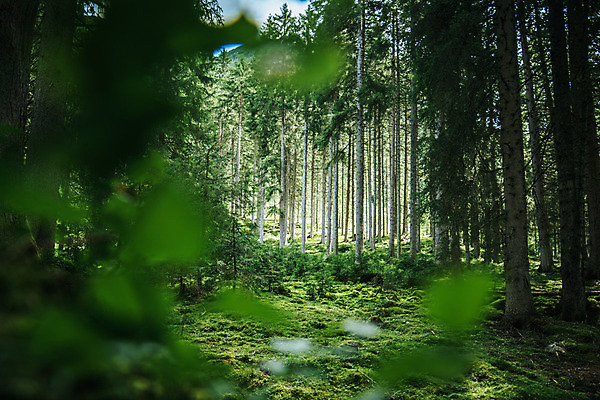 포토 JPG 해외이미지 나무 계절 공원 잎 자연 휴식 건강 사람없음 목재 초록색 빛 햇빛 환경 침묵 활발 에너지 성장 신선 황무지 영혼 숲 긍정 장면 테라피 바이탈 가문비나무 해외포토 식물 공공시설 컬러 컨셉 재료 태양 뷰티 소리 생태계 파일형식 이미지허브