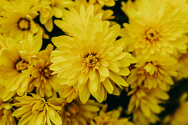 포토 JPG 해외이미지 식물 계절 꽃잎 꽃 꽃다발 백그라운드 꽃무늬 패턴 자연 추상 국화 사람없음 장식 컬러풀 햇빛 뷰티 노란색 정원 수확 벚꽃 가을 신선 묘사 질감 엽서 내추럴 해외포토 컬러 무늬 농업 태양 편지 생태계 파일형식 이미지허브