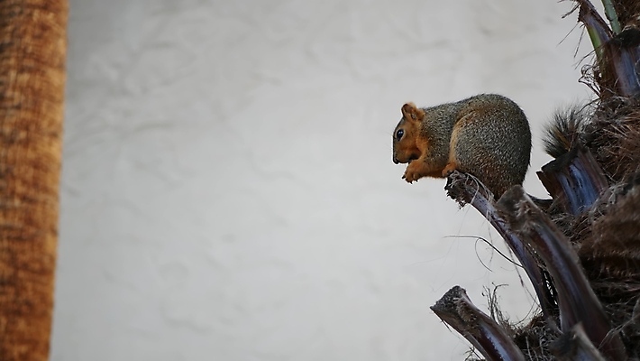 포토 JPG 해외이미지 나무 동물 응시 야생동물 장난 포옹 자연 생물 털 종류 사람없음 갈색 귀여움 미국 회색 다양 황무지 달콤 해충 설치류 작음 생물학 다람쥐 캘리포니아 서식지 동물상 땅바닥 서쪽 그리너리 해외포토 식물 시선 교육 컬러 다수 컨셉 북아메리카 안기 바닥 조형물 맛 벌레 크기 방향 생태계 파일형식 트랜드컬러 이미지허브