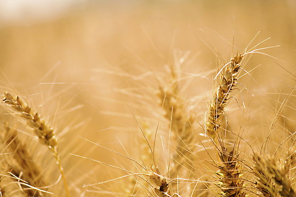 포토 JPG 해외이미지 식물 음식 빵 농업 다이어트 자연 건조 건강 옥수수 씨앗 사람없음 농작물 농장 농경지 환경 식사 수확 성장 시골 신선 아침식사 낟알 땅 시리얼 밀 굽기 날것 보리 밀가루 자루 성분 내추럴 밭일 숙성 채식주의자 탄수화물 핸드메이드 호밀 세련 해외포토 산업 곡류 가루 구이 생태계 채식 파일형식 이미지허브