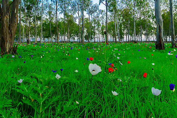 포토 JPG 해외이미지 나무 식물 꽃 여행 겨울 꽃무늬 밭 중동 자연 풍경 사람없음 야외 빨간색 초록색 파란색 컬러풀 뷰티 환경 보라색 들꽃 벚꽃 흰색 시골 개화 숲 지중해 내추럴 아네모네 유칼립투스 이스라엘 해외포토 계절 나라 바다 컬러 무늬 농업 생태계 서아시아 파일형식 이미지허브