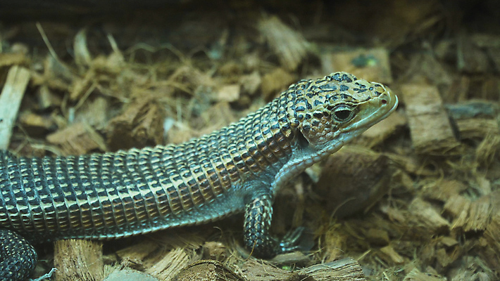 포토 JPG 해외이미지 동물 1 야생동물 파충류 자연 사람없음 반려동물 꼬리 도마뱀 이국적 해외포토 생태계 파일형식 이미지허브