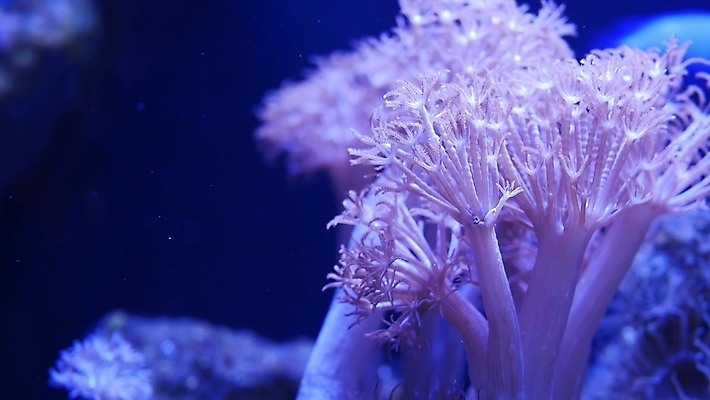 포토 JPG 해외이미지 동물 바다 자연 실내 어류 사람없음 물 파란색 컬러풀 평화 환경 수중 화목 침묵 활발 투명 개화 산호 즐거움 유기농 질감 생물학 부드러움 암초 수족관 내추럴 감탄 웅장함 이국적 환상 해외포토 자연요소 웰빙 교육 꽃 감정 컬러 컨셉 내부 수중동물 소리 감각 자포동물 생태계 파일형식 이미지허브