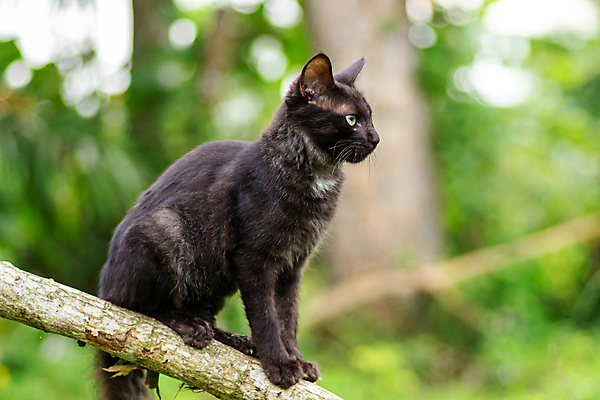 포토 JPG 해외이미지 나무 동물 캐릭터 응시 얼굴 야생동물 포즈 포유류 자연 생물 털 앉기 사람없음 야외 세로 초록색 반려동물 갈색 검은색 고양이 나뭇가지 표현 점 숲 열대우림 경계 꼬리 사냥 오르기 육식동물 솜털 내추럴 해외포토 식물 시선 컬러 모션 신체부위 생태계 파일형식 이미지허브