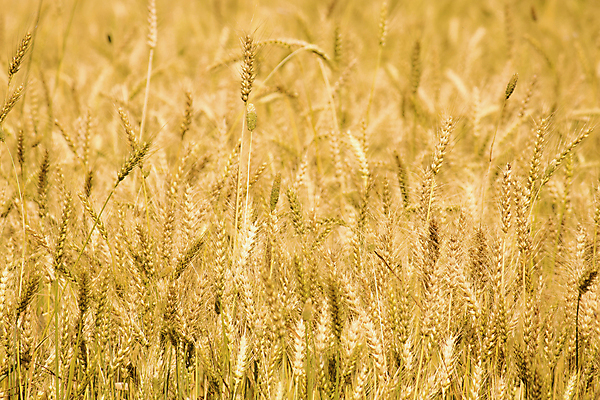 포토 JPG 해외이미지 식물 음식 빵 농업 다이어트 자연 건조 건강 옥수수 씨앗 사람없음 농작물 농장 농경지 환경 식사 수확 성장 시골 신선 아침식사 낟알 땅 시리얼 밀 굽기 날것 보리 밀가루 자루 성분 내추럴 밭일 숙성 채식주의자 탄수화물 핸드메이드 호밀 세련 해외포토 산업 곡류 가루 구이 생태계 채식 파일형식 이미지허브