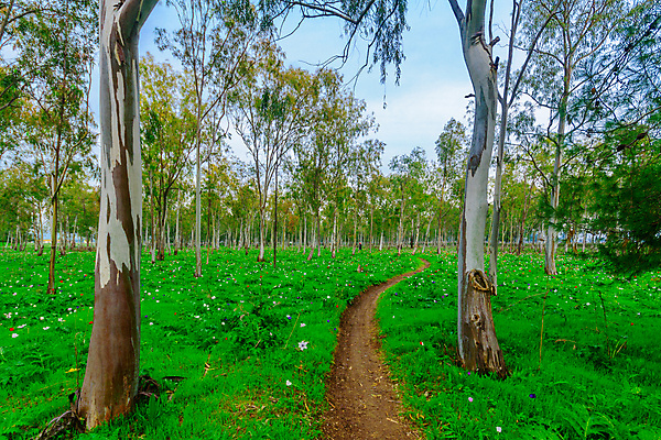 포토 JPG 해외이미지 나무 식물 꽃 여행 겨울 꽃무늬 밭 중동 자연 사람없음 야외 빨간색 초록색 파란색 컬러풀 뷰티 환경 보라색 들꽃 벚꽃 흰색 시골 개화 숲 지중해 내추럴 아네모네 유칼립투스 이스라엘 해외포토 계절 나라 바다 컬러 무늬 농업 생태계 서아시아 파일형식 이미지허브
