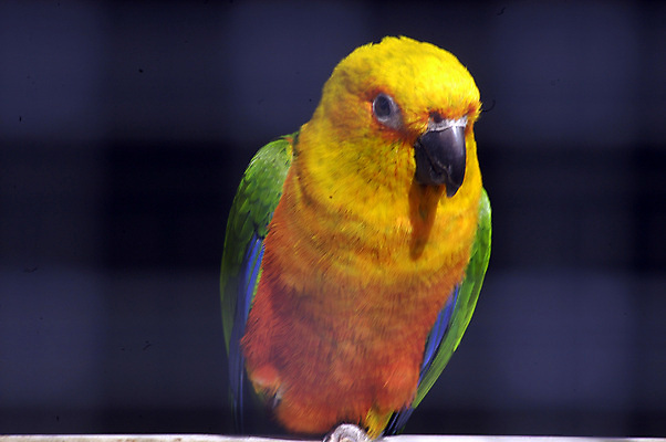 포토 JPG 해외이미지 동물 날개 노래 조류 종류 사람없음 다양 깃털 부리 앵무새 서식지 잉꼬 해외포토 음악 다수 파일형식 이미지허브