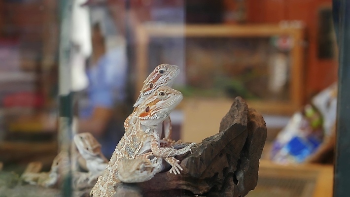 포토 JPG 해외이미지 나무 식물 동물 파충류 태국 초식동물 휴식 생물 사람없음 환경 상점 추위 나뭇가지 아기 뜨거움 시장 컨테이너 무역 방콕 오르기 새장 수납 이구아나 거짓말 기르기 돌봄 동물상 매각 이국적 많음 카피스페이스 해외포토 산업 아시아 컨셉 모션 사람 조형물 공백 케이지 파일형식 이미지허브