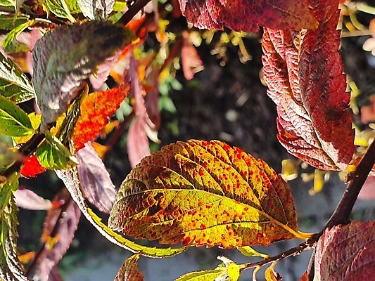 포토 JPG 해외이미지 나무 식물 계절 공원 백그라운드 잎 오렌지 자연 표면 추상 따뜻함 풍경 사람없음 야외 목재 빛 컬러풀 햇빛 태양 뷰티 갈색 노란색 환경 정원 맑음 활발 가을 황금 저녁 숲 9월 질감 문학 장면 10월 내추럴 해외포토 자연요소 공공시설 컬러 컨셉 무늬 과일 재료 날씨 날짜 야간 생태계 파일형식 이미지허브