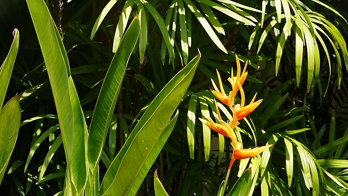 포토 JPG 해외이미지 주간 사람없음 야외 초록색 여름 여름풍경 극락조화 열대꽃 열대잎 울창 해외포토 자연요소 식물 계절 꽃 컬러 잎 자연 풍경 파일형식 여름_계절 이미지허브