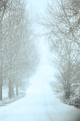 포토 JPG 해외이미지 나무 식물 공원 길 겨울 자국 자연 하늘 날씨 스키 거리 사람없음 야외 목재 물 걷기 얼음 추위 안개 나뭇가지 분위기 숲 서리 눈보라 삼림지대 해외포토 자연요소 계절 공공시설 컨셉 재료 모션 겨울스포츠 눈_날씨 생태계 파일형식 이미지허브