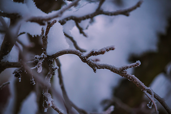 포토 JPG 해외이미지 나무 식물 겨울 자연 하늘 추상 이벤트 사람없음 야외 물 냉동 얼음 새벽 추위 물방울 나뭇가지 풍력에너지 떨어짐 이슬 서리 빙산 고드름 대야 엔진 해외포토 자연요소 계절 컨셉 무늬 그린에너지 생태계 파일형식 이미지허브