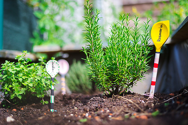 포토 JPG 해외이미지 식물 꽃 농업 채소 건강 종류 요리 사람없음 목재 초록색 주방 정원 흙 봄 성장 시골 신선 맛 허브 준비 유기농 원예 상승 로즈메리 국산 내추럴 밭일 영양분 원예사 해외포토 나무 직업 웰빙 계절 산업 컬러 컨셉 재료 취미 파일형식 이미지허브