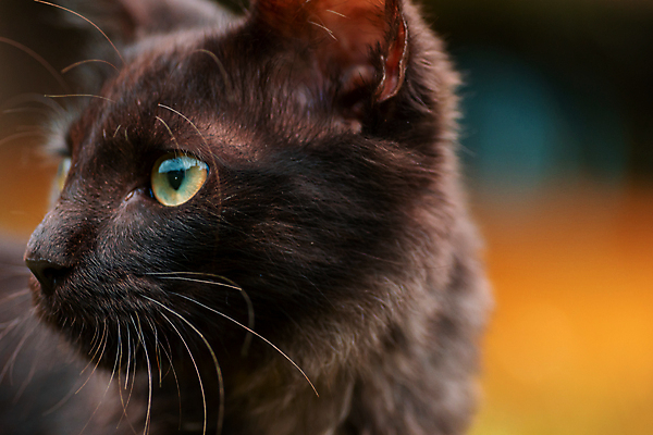 포토 JPG 해외이미지 동물 응시 얼굴 야생동물 포즈 백그라운드 오렌지 포유류 자연 수염 털 사람없음 야외 반려동물 갈색 머리 고양이 어둠 분노 표현 관찰 신비 모피 콧수염 호기심 코 육식동물 솜털 노려봄 주목 해외포토 시선 감정 컬러 컨셉 과일 모션 표정 신체부위 생태계 파일형식 이미지허브