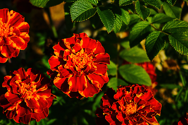 포토 JPG 해외이미지 식물 계절 꽃잎 꽃 백그라운드 꽃무늬 패턴 오렌지 자연 사람없음 초록색 여름 컬러풀 뷰티 노란색 정원 봄 활발 벚꽃 개화 닫기 내추럴 해외포토 컬러 컨셉 무늬 과일 모션 생태계 파일형식 이미지허브