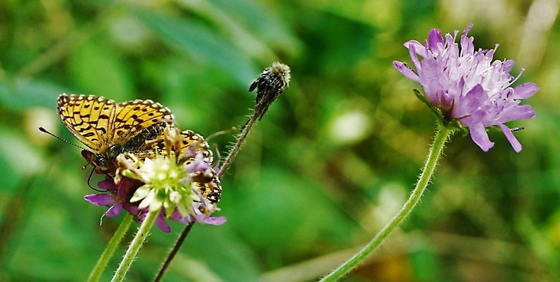 포토 JPG 해외이미지 식물 동물 여자 꽃 야생동물 나비 곤충 날개 오렌지 발 자연 날리기 안테나 사람없음 빨간색 초록색 여름 뷰티 노란색 환경 정원 보라색 줄무늬 은색 숲 수분 수집 꿀 동물상 총구 강조 해외포토 계절 컬러 무늬 과일 통신 모션 사람 신체부위 조형물 생태계 파일형식 이미지허브