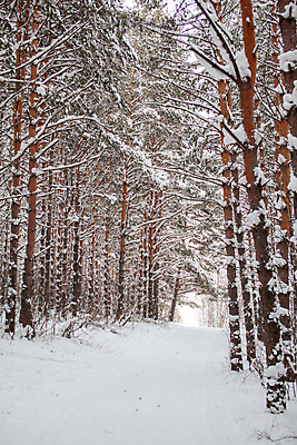 포토 JPG 해외이미지 나무 길 겨울 자연 사람없음 야외 눈 숲 가로수 해외포토 자연요소 식물 계절 날씨 생태계 파일형식 이미지허브
