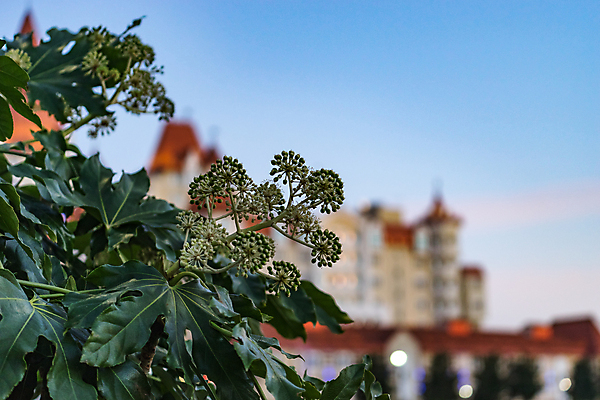 포토 JPG 해외이미지 식물 백그라운드 잎 겨울 사람없음 건물 벚꽃 도시 러시아 조경 블러 해외포토 건축물 계절 꽃 유럽 파일형식 이미지허브