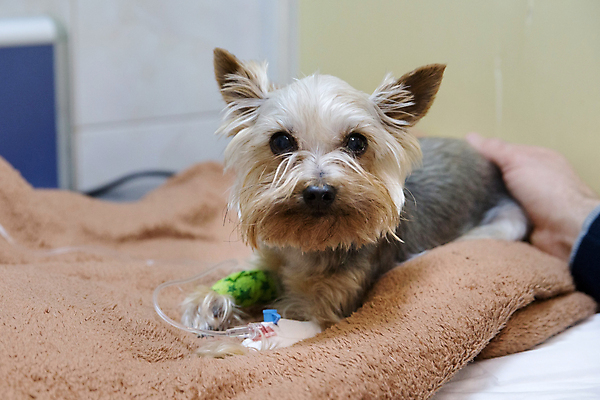 포토 JPG 해외이미지 한마리 손 엎드리기 휴식 실내 신체부위 강아지 링거 요크셔테리어 동물병원 해외포토 1 컨셉 의료기기 모션 병원 사람 내부 반려동물 개 테리어 파일형식 이미지허브
