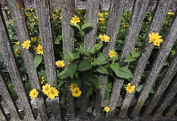 포토 JPG 해외이미지 건축양식 아파트 주택 사람없음 건물 목재 울타리 정원 오두막 심볼 소재 리빙 렌탈 해외포토 나무 건축물 건축 재료 담장 파일형식 이미지허브