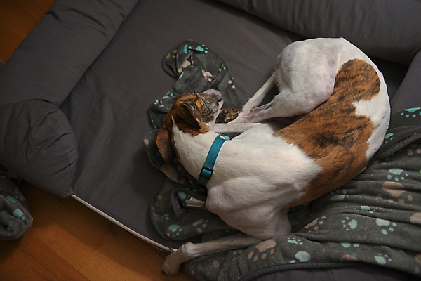 포토 JPG 해외이미지 동물 겨울 신체 오렌지 휴식 주택 털 실내 피곤 사람없음 목재 파란색 반려동물 회색 흰색 침대 잠 개 담요 순수 질감 낮잠 근육질 머리위 위치 거짓말 기르기 돌봄 내려보기 카피스페이스 안락 해외포토 나무 계절 컬러 가구 컨셉 과일 재료 포유류 모션 근육 내부 건물 공백 몸매 파일형식 이미지허브