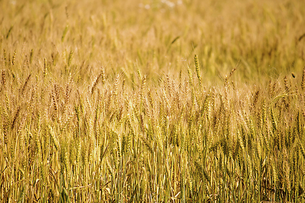 포토 JPG 해외이미지 식물 음식 빵 농업 다이어트 자연 건조 건강 옥수수 씨앗 사람없음 농작물 농장 농경지 환경 식사 수확 성장 시골 신선 아침식사 낟알 땅 시리얼 밀 굽기 날것 보리 밀가루 자루 성분 내추럴 밭일 숙성 채식주의자 탄수화물 핸드메이드 호밀 세련 해외포토 산업 곡류 가루 구이 생태계 채식 파일형식 이미지허브