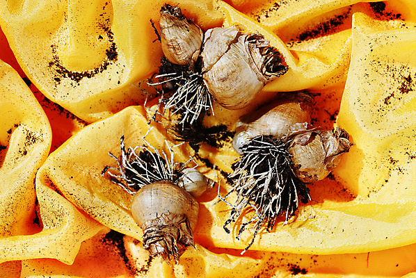 포토 JPG 해외이미지 스튜디오촬영 식물 계절 꽃 백그라운드 꽃무늬 농업 전구 자연 건조 실내 사람없음 갈색 수확 성장 꽃집 원예 뿌리 모종 심기 영원 카피스페이스 세련 해외포토 산업 컬러 무늬 모션 취미 내부 상점 공백 생태계 파일형식 이미지허브