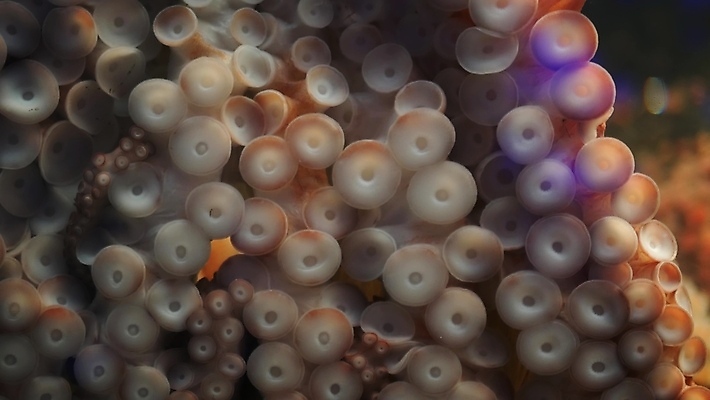 포토 JPG 해외이미지 무기 바다 연체동물 잉크 사람없음 수중 어둠 황무지 우아함 닫기 큼 스마트 묘사 환경보전 오징어 생태계 생물학 근육질 육식동물 문어 촉수 거인 단아함 대칭 몬스터 전설 최면 특별함 해외포토 동물 교육 컨셉 모션 근육 무척추동물 수중동물 크기 사회이슈 몸매 파일형식 이미지허브