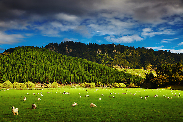포토 JPG 해외이미지 동물 구름 섬 밭 농업 포유류 자연 하늘 새로움 산 풍경 사람없음 야외 초록색 여름 파란색 농장 농경지 환경 가축 목장 시골 양 군중 숲 방목 언덕 뉴질랜드 북쪽 양고기 밭일 생태학 찰과상 목가 해외포토 자연요소 계절 교육 산업 컬러 컨셉 육류 사람 오세아니아 축산업 상처 방향 생태계 파일형식 이미지허브