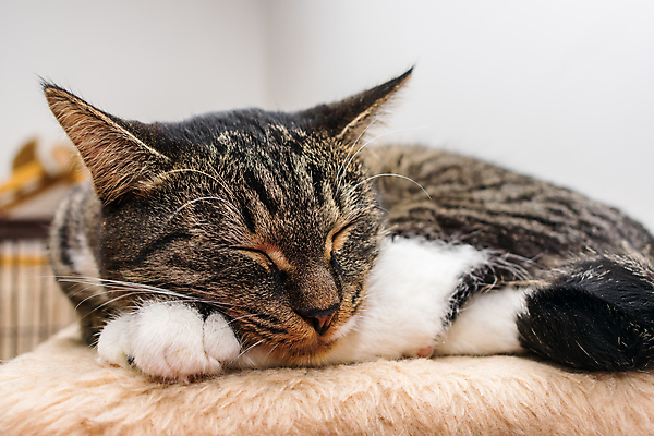 포토 JPG 해외이미지 동물 라이프스타일 포즈 포유류 베개 발 자연 휴식 털 피곤 종류 사랑 사람없음 반려동물 머리 고양이 줄무늬 방 회색 터치 흰색 잠 작음 모피 귀 육식동물 부드러움 사냥꾼 해외포토 직업 감정 컬러 컨셉 무늬 침구 생활 신체부위 감각 크기 생태계 파일형식 이미지허브