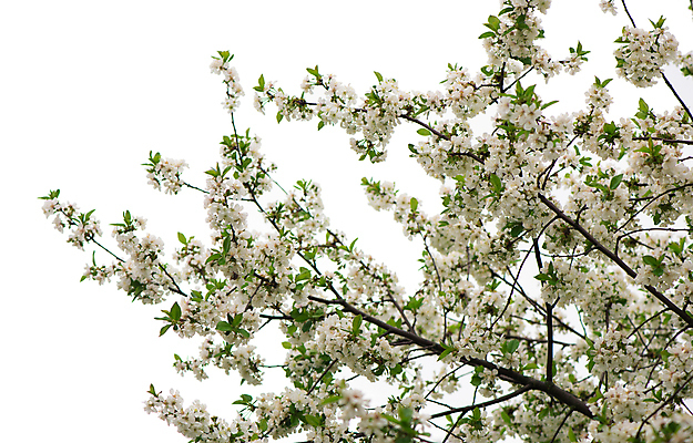 포토 JPG 해외이미지 꽃 잎 사람없음 뷰티 사과꽃 해외포토 식물 파일형식 이미지허브