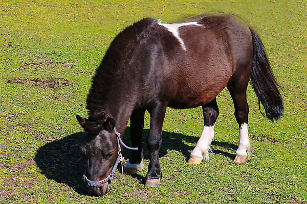 포토 JPG 해외이미지 나무 동물 공원 얼굴 야생동물 2 밭 포유류 자연 하늘 사람없음 야외 옆모습 초록색 울타리 반려동물 뷰티 농장 갈색 머리 목장 자유 흰색 시골 승마 군중 먹이 방목 먹기 만족 갈기 조랑말 내추럴 찰과상 해외포토 식물 공공시설 감정 스포츠 뷰포인트 컬러 컨셉 농업 모션 사람 신체부위 담장 말_동물 축산업 상처 생태계 파일형식 이미지허브