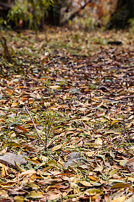 포토 JPG 해외이미지 나무 식물 디자인 계절 공원 행복 백그라운드 단풍 잎 오렌지 자연 풍경 사람없음 야외 목재 빨간색 초록색 물 빛 컬러풀 뷰티 갈색 노란색 환경 정원 활발 가을 흰색 나뭇가지 신선 황금 숲 9월 질감 10월 내추럴 해외포토 자연요소 공공시설 감정 컬러 컨셉 과일 재료 날짜 생태계 파일형식 이미지허브