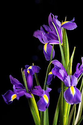 포토 JPG 해외이미지 잎 검은배경 사람없음 보라색 붓꽃 해외포토 식물 꽃 컬러 백그라운드 검은색 파일형식 이미지허브