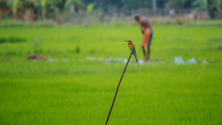 포토 JPG 해외이미지 식물 동물 1 아시아 야생동물 농업 자연 조류 아침 휴식 생물 앉기 동양인 풍경 사람없음 초록색 컬러풀 햇빛 노란색 머리 환경 자유 나뭇가지 보호 깃털 싱글 꼬리 부리 사냥꾼 경보 생태학 스리랑카 이국적 해외포토 주간 나무 직업 교육 나라 산업 컬러 컨셉 모션 인종 신체부위 태양 생태계 파일형식 이미지허브