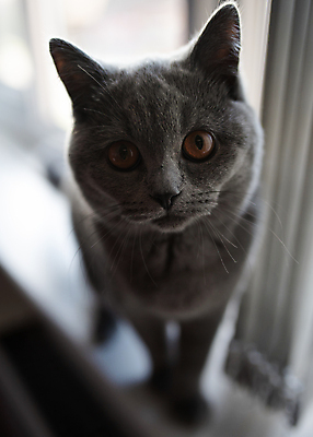 포토 JPG 해외이미지 동물 1 응시 창문 포유류 주택 털 앉기 사람없음 파란색 반려동물 고양이 회색 흰색 작음 모피 얼룩무늬 솜털 거짓말 기르기 해외포토 시선 컬러 무늬 모션 건물 크기 돌봄 파일형식 이미지허브