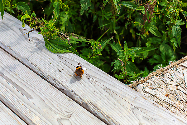 포토 JPG 해외이미지 식물 동물 야생동물 나비 곤충 백그라운드 잎 패턴 날개 오렌지 자연 사람없음 야외 목재 빨간색 초록색 여름 컬러풀 뷰티 갈색 노란색 환경 정원 검은색 봄 점 얼룩 벌레 숲 작음 묘사 질감 생물학 내추럴 동물상 해외포토 나무 계절 교육 컬러 무늬 과일 재료 조형물 크기 생태계 파일형식 이미지허브
