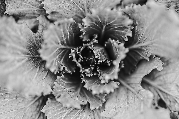 포토 JPG 해외이미지 식물 꽃 백그라운드 잎 패턴 추상 사람없음 장식 정원 보라색 화려 양배추 해외포토 컬러 컨셉 무늬 채소 파일형식 이미지허브