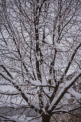 포토 JPG 해외이미지 나무 식물 잎 겨울 패턴 자연 하늘 날씨 서기 앉기 사람없음 야외 목재 얼음 추위 나뭇가지 숲 작음 사인 서리 폭풍 고드름 눈보라 해외포토 자연요소 계절 무늬 재료 모션 눈_날씨 크기 생태계 파일형식 이미지허브