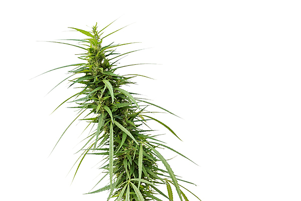 포토 JPG 해외이미지 나무 실루엣 백그라운드 잎 자연 열대 아이디어 프레임 실내 건강 사람없음 옆모습 그래픽 초록색 약 줄무늬 엉덩이 결정체 서명 정맥 고립 마약 해외포토 식물 뷰포인트 컬러 컨셉 무늬 의학 촬영기법 내부 신체부위 생태계 혈관 파일형식 이미지허브