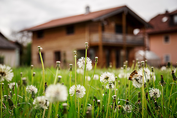 포토 JPG 해외이미지 식물 라이프스타일 컨셉 모션 자연 주택 풍경 사람없음 건물 초록색 여름 정원 봄 꿈 시골 신선 개화 재산 구매 민들레 땅 투자 대출 소유 해외포토 건축물 계절 꽃 컬러 비즈니스 생활 금융 쇼핑 생태계 파일형식 이미지허브